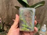 Phalaenopsis Pinlong Cheris (3” Pot) - Image 7