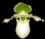 In Spike Paphiopedilum primulinum album × sib Sequential Blooming (3.5” pot) - Image 2