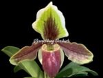 Paphiopedilum Hengduan’s Qin (helenae x villosum v. annamense) (2" pot)