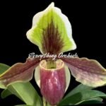Paphiopedilum Hengduan’s Qin (helenae x villosum v. annamense) (2" pot)