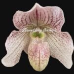 In Spike Paph. Angela (fairrieanum x niveum) (2” pot)