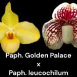 Paphiopedilum QF lolani Palace (Golden Palace × leucochilum) (2” pot)