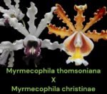 Myrmecophila thomsoniana (syn. albopurpurea) × Myrmecophila christinae (3” pot)