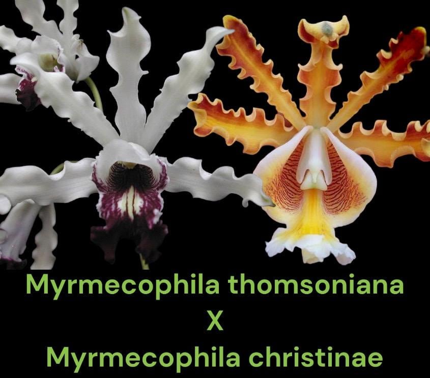 il_fullxfull.7347167938_4jxi.jpg Myrmecophila thomsoniana (syn. albopurpurea) × Myrmecophila christinae (3” pot) - Image 1