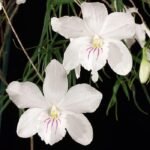 Dendrobium papilio × sib (3.5” pot)