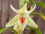 Dendrobium cruentum (3” pot) - Image 2