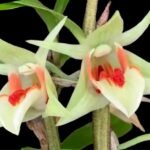 Dendrobium cruentum (3” pot)