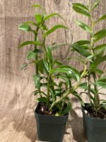 Dendrobium cruentum (3” pot) - Image 5