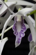 Dendrobium rennellii (3” pot) - Image 2