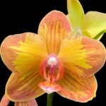 Phalaenopsis Jiuhbao Queen Diamond (2.5" pot)