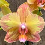 Phalaenopsis Jiuhbao Queen Diamond (2.5" pot) - Image 2