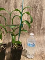 Dendrobium Jade Classic (3.5” pot) - Image 6