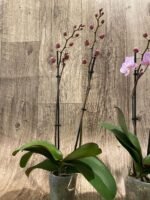 Double Spikes Phalaenopsis Nobby’s Pink Lady x Lucky Girl (3.5” Pot) - Image 6