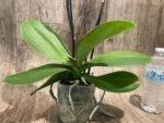 Double Spikes Phalaenopsis I-Hsin Seasame Milk (4.5" pot) - Image 8