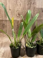 Rlc. Amazing Thailand #1 Blooming Size (5” pot) - Image 5