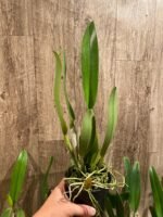 Rlc. Amazing Thailand #1 Blooming Size (5” pot) - Image 4