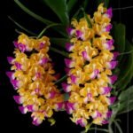 Aerides houlletiana (2" pot)