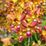 Dendrobium Lipstic (2" pot) - Image 2