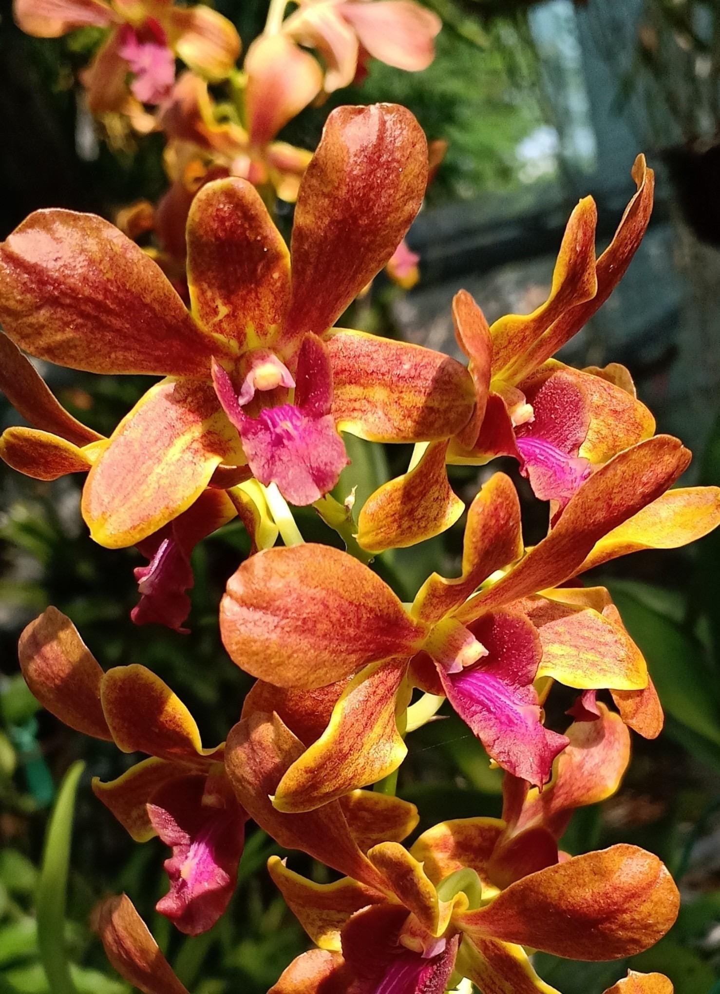 il_fullxfull.7363693590_isg6.jpg Dendrobium Lipstic (2" pot) - Image 1