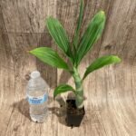 Cycnoches Cygnus Atratus x Cyc. Brown's Choice 'Spotted Swan' (2.5” pot)