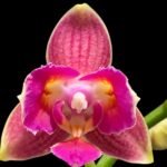 Double Spikes Phalaenopsis I-Hsin Golden Tangerine Ice ‘Peloric’ (3.5" pot)