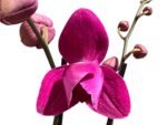Double Spikes Phalaenopsis Dtps HGM-Gu Keng Ruby "Peloric" (4.5" pot) - Image 2