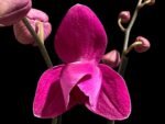 Double Spikes Phalaenopsis Dtps HGM-Gu Keng Ruby "Peloric" (4.5" pot)