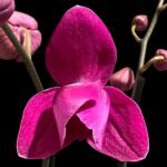 Double Spikes Phalaenopsis Dtps HGM-Gu Keng Ruby "Peloric" (4.5" pot)