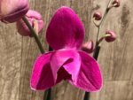 Double Spikes Phalaenopsis Dtps HGM-Gu Keng Ruby "Peloric" (4.5" pot) - Image 4