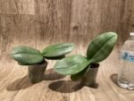 Phalaenopsis Pinlong Cheris (3” Pot) - Image 6