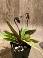 Double Spikes Paphiopedilum Satchel's Legend x fairrieanum (3.5” pot) - Image 5