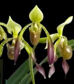 Paphiopedilum Quintal Wonder (dianthum alba x haynaldianum alba) (3.5” Pot) - Image 2
