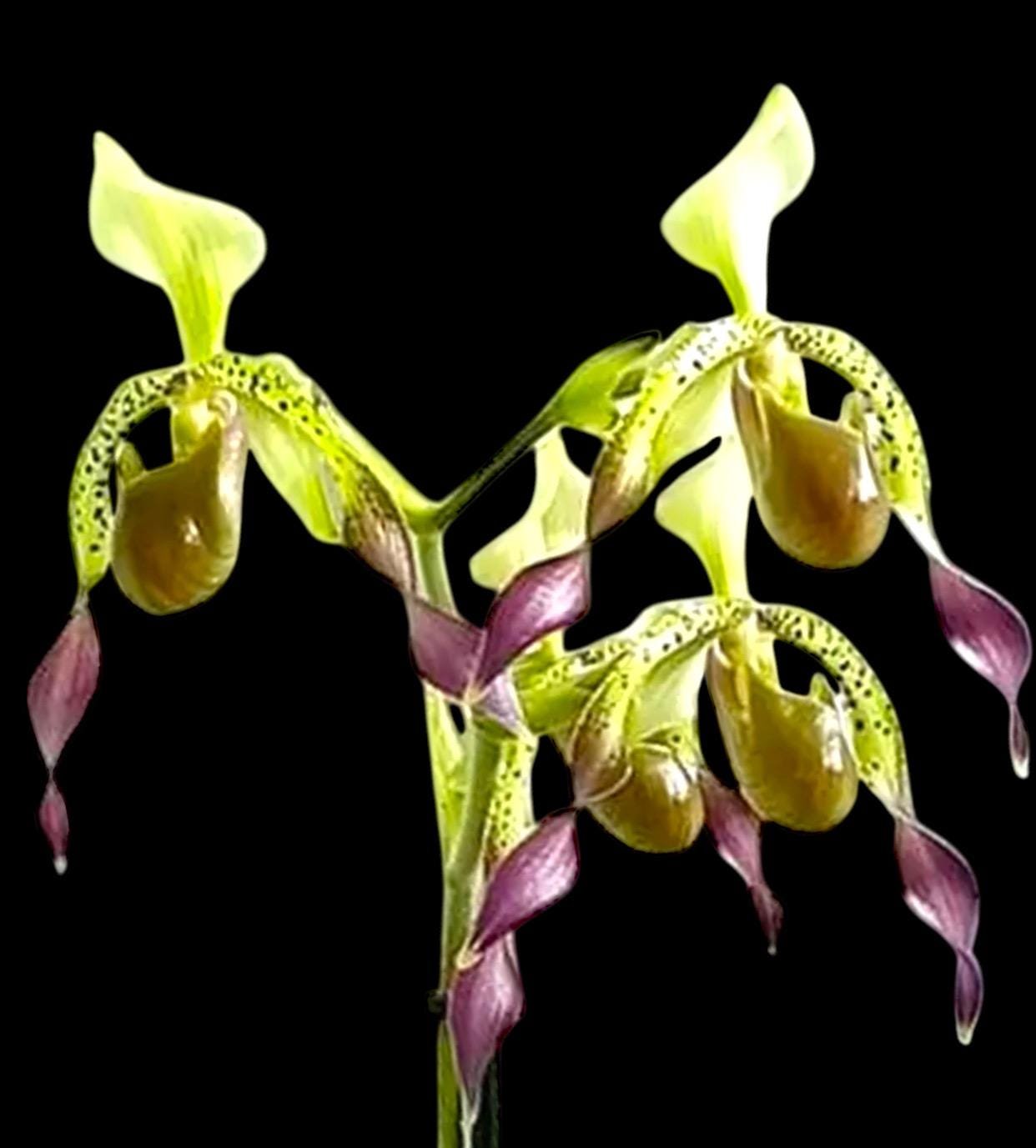 il_fullxfull.7390577740_i6eh.jpg In Spike Paphiopedilum Quintal Wonder (dianthum alba x haynaldianum alba) (3.5” Pot) - Image 1