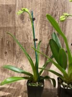 In Spike Paphiopedilum Quintal Wonder (dianthum alba x haynaldianum alba) (3.5” Pot) - Image 5