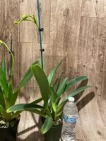 In Spike Paphiopedilum Quintal Wonder (dianthum alba x haynaldianum alba) (3.5” Pot) - Image 7