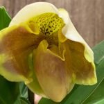 In Spike Paphiopedilum ( Golden Emperor Pagan × Terry Jarvi 'Bollinger') with 2 New Growths (3.5” pot)