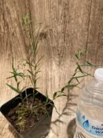 Dendrobium papilio × sib (3.5” pot) - Image 3