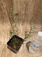 Dendrobium papilio × sib (3.5” pot) - Image 4