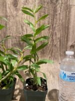 Dendrobium cruentum (3” pot) - Image 6