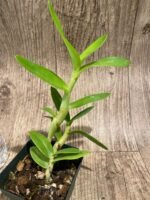 Dendrobium rennellii (3” pot) - Image 4