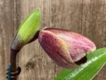 In Spike Paphiopedilum (Pacific Fire x Lippewunder Oaky x Paph. Cali Charm 'December' (3.5” pot)