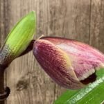 In Spike Paphiopedilum (Pacific Fire x Lippewunder Oaky x Paph. Cali Charm 'December' (3.5” pot)
