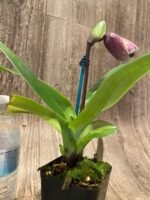 In Spike Paphiopedilum (Pacific Fire x Lippewunder Oaky x Paph. Cali Charm 'December' (3.5” pot) - Image 6