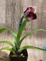 In Spike Paphiopedilum In-Charm Hamavin 'Fireball' x Paph. Christmas Robe 'Sexy‘ (3.5” pot) - Image 3