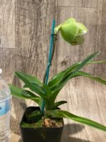 In Spike Paphiopedilum Lovely Val 'Jackpot' x Paph. Katai's Golden Emerald 'Lemon Tree' (3.5” pot) - Image 4