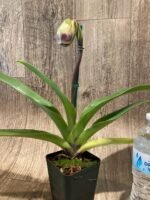 In Spike Paphiopedilum Thunder Cat 'Sizzler' x Paph. Crown Jewel 'Round' HCC/AOS (3.5” pot) - Image 2