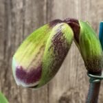 In Spike Paphiopedilum Thunder Cat 'Sizzler' x Paph. Crown Jewel 'Round' HCC/AOS (3.5” pot)