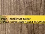 In Spike Paphiopedilum Thunder Cat 'Sizzler' x Paph. Crown Jewel 'Round' HCC/AOS (3.5” pot) - Image 5