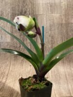 In Spike Paphiopedilum Hilo Spotter 'New Star' × Paph. Aladdin 'Sumo Size' (3.5” pot) - Image 2