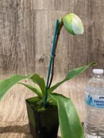 In Spike Paphiopedilum King Charles '350' x Paph. Starstone 'Maximus' (3.5” pot) - Image 2